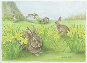 Beattie: Rabbits with daffodils in spring - five rabbits