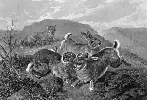 Alarmed: RABBITS AND FOX