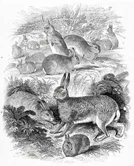 Hares: Rabbits, hares and leverets