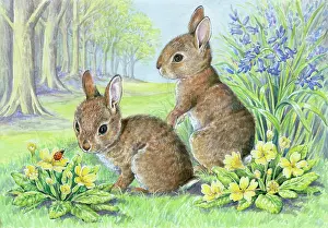 Ladybird: Two rabbits looking at ladybird on primroses