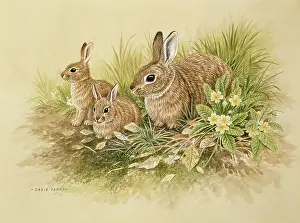 Parry: Three Rabbits with primroses