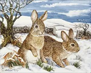Whitaker: Two Rabbits in snowy landscape