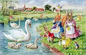 Cygnets: Rabbits and squirrels feeding swans and cygnets