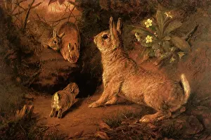 Rabbits in the Wood