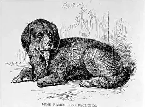 Rabies: RABID DOG RECLINING