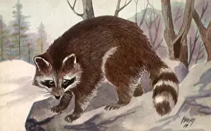 Raccoon: Raccoon
