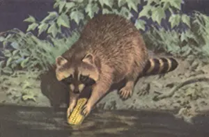 Raccoon: Raccoon