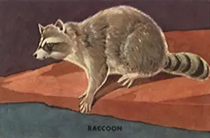 Raccoon: Raccoon