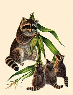 Raccoon: Raccoon and Babies