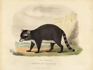 Smellie: The Raccoon, Procyon lotor
