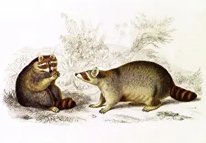 Raccoon: Raccoon (Procyon lotor)