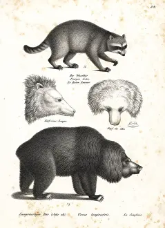 Raccoon: Raccoon and sloth bear
