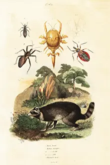 Raccoon: Raccoon and ticks