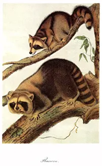 Raccoons: Two Raccoons