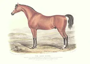 Equines: Race Horse