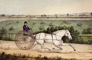 Buggy: Race Horse and Driver