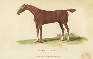 G. Kearsley: Race horse, Equus ferus caballus
