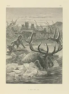 Cervidae: A Race For Life