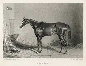 Goodwood: Racehorse Harkaway
