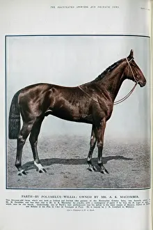 Thoroughbreds: The Racehorse Parth