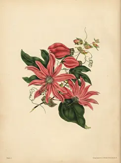 Passionflower: The racemose Passionflower, Religious superstition
