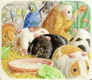 Podge: Racey Helps - Guinea Pig Podge