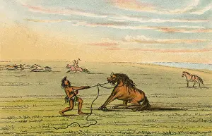 C1830: RACIAL/WILD HORSE C1830