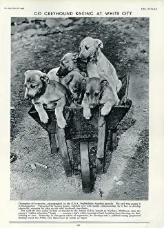 Kennels: Racing Greyhound pups in a barrow