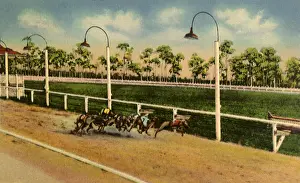 Greyhounds: Racing Greyhounds