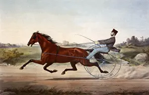 Galloping: Racing Horse and Driver