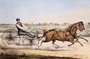 Fiercely: Racing Horses and Buggy