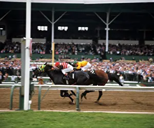 Thoroughbreds: Two Racing Horses Neck And Neck