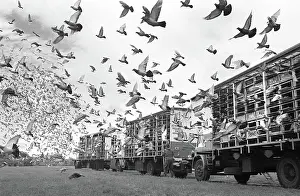 Flap: Racing pigeon release
