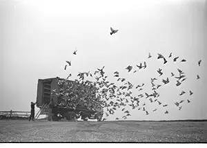 Homing: Racing pigeons released in the early morning