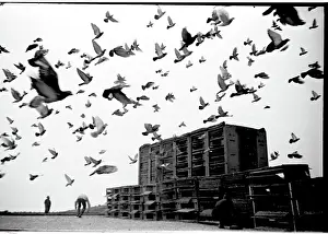Homing: Racing pigeons released in the early morning