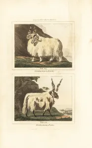 Barrs Buffon: Racka or Hortobagy Racka rams with spiral horns