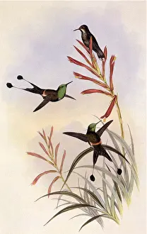 Longicauda: Racket-Tail, Discura Longicauda