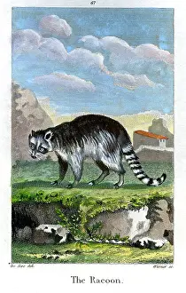 Racoon: Racoon