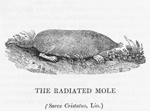 Moles: RADIATED MOLE (BEWICK)