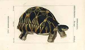 Giarrè: Radiated tortoise, Astrochelys radiata. Critically