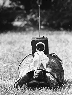 Tortoises: Radio-controlled tortoise