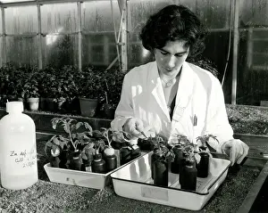 Wantage: RADIOACTIVITY/PLANTS 60S