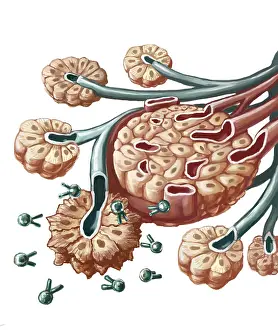 Radioactive: Radioimmunotherapy, Illustration