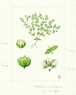 Calyx: Radiola linoides - Allseed