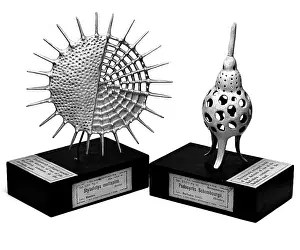 Protista: Radiolaria models