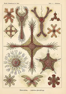 Glitsch: Radiolaria species