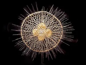 Rhizaria: Radiolarian