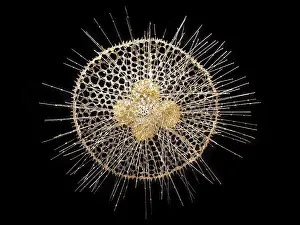 Rhizaria: Radiolarian