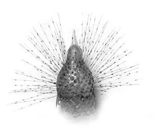 Protista: Radiolarian model