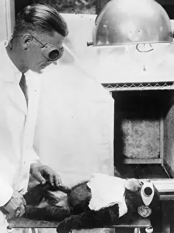 Radiotherapy: Radiotherapy of a chimpanzee